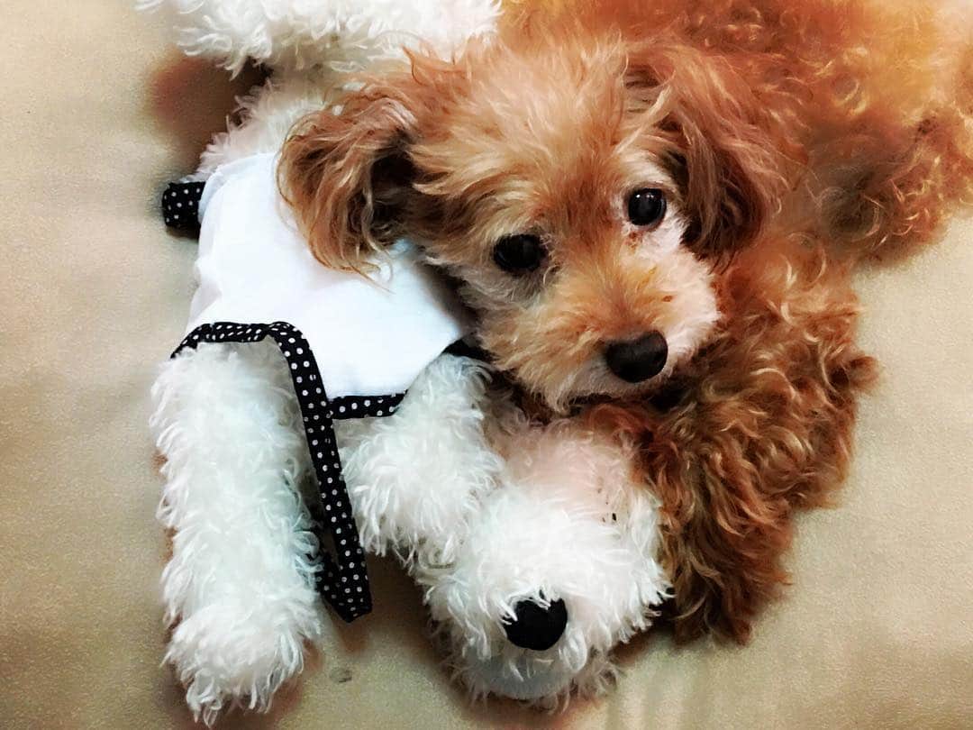 大森美優のインスタグラム：「見つめてきます。 あざといです。 おばあちゃん犬です。 🐩💟 #愛犬  #トイプードル  #しおん」
