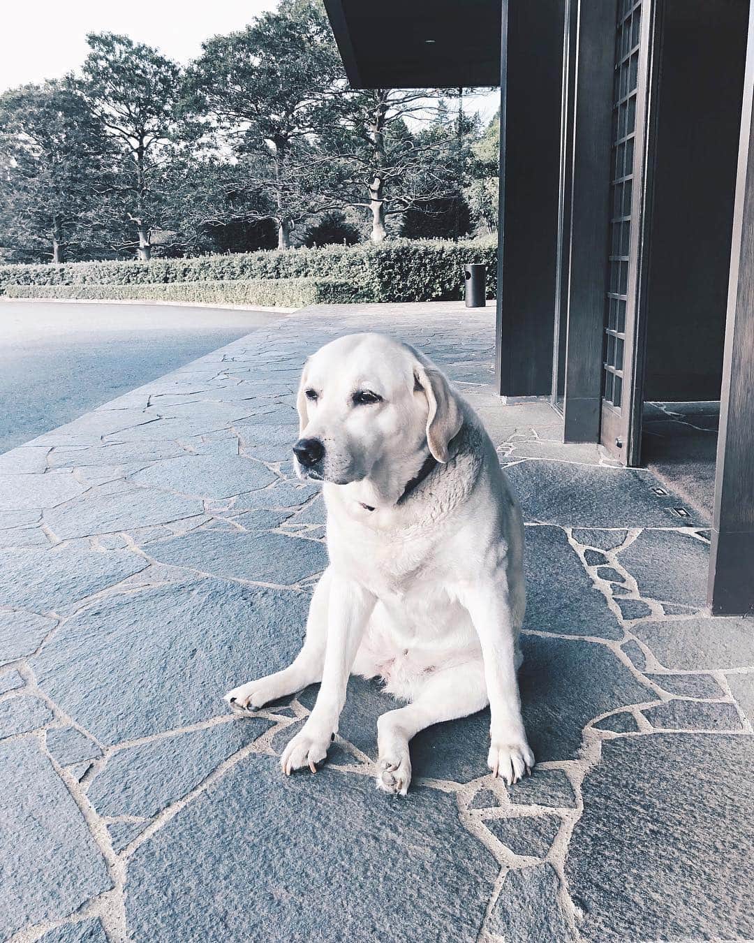 のインスタグラム：「あーいつか#大型犬 も飼いたいなぁ💙 なんでこんな可愛いの🐶 #ゴルフ場 にいた #ワンちゃん なのですが、ラウンド前にパワーをもらってきたので今日はたぶんこの子のお陰でいいスコアでましたな😂👍✨ いやぁそれにしてもあついねぇ〜🤤#ゴルフ が最近続いてて丸焦げになりつつあります。笑 みなさんも熱中症には十分気をつけてくださいね🙏🚿 #犬のいる暮らし」