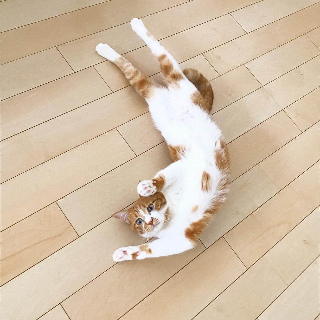 猫好き集合!! みんなのねこ部 [みんねこ] のインスタグラム：「にゃんにゃんにゃ〜ん🎵🐾 ずん太郎くん♂ * #repost @kote2_azu_zun_pe * #体を伸ばして #リラックス #猫は体が柔らかい #へそ天 #盆踊りの練習かも * #みんねこ」