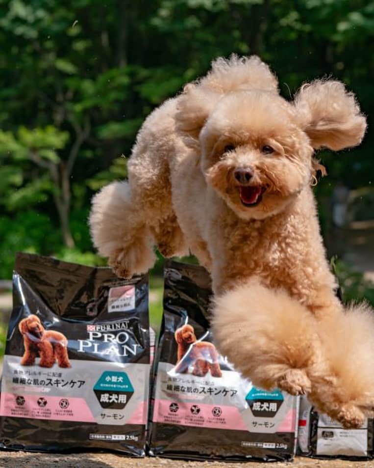 Purina Pro Plan Japanのインスタグラム：「※ 「笑顔で飛躍✨晴れた日のお散歩は楽しいでちゅ❗️」と、シェリーちゃん @shelly.hasegawa から元気いっぱいのお写真が届きました🐾 風になびく、被毛が素晴らしいですね🐶 ※ 一緒に写っているのは、「プロプラン 健康な毛づや・目の輝きを保つビューティーケア（小型犬 成犬用）」です。 💁🏻‍♀️小型犬は中型犬や大型犬より体重あたり多くのエネルギーを必要とします。健康でナチュラルな毛色やつややかに輝く毛並のために、オメガ脂肪酸などの特別な栄養成分や抗酸化成分を配合。さらに食べ飽きしがちな愛犬も満足な嗜好性を実現するために、厳選された高品質のチキンを使用しています。 詳しくは、プロフィール画面から「プロプラン」WEBサイトへ📲 🐶 #ピュリナプロプラン #ネスレ #ピュリナ #プロプラン #PURINA #PROPLAN #proplandog #プレミアムフード #ドッグフード #トイプードル #toypoodle  #飛行犬」
