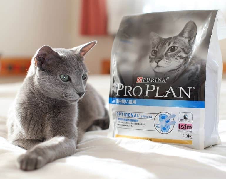 Purina Pro Plan Japanのインスタグラム：「※ 「プロプラン」の横でご機嫌にくつろぐTheoさん @takuya_71 です。 つやつやの被毛、綺麗な瞳に吸い込まれそうですね👀✨ ※ 一緒に写っているのは、「ピュリナ プロプラン 室内飼い猫用＜オプティレナル＞」。 💁🏻‍♀️理想的な腎臓の健康維持を目指します。.「ピュリナ プロプラン 室内飼い猫用」は、ビタミンA、C、E、オメガ3脂肪酸、オメガ6脂肪酸を含むすべての必須栄養素に加えて、天然由来のプレバイオティクスを配合した高品質フードです。 詳しくは、プロフィール画面から「プロプラン」WEBサイトへ📲 🐈 #ピュリナプロプラン #ネスレ #ピュリナ #プロプラン #PURINA #PROPLAN #proplandog #プレミアムフード #キャットフード #ロシアンブルー #RussianBlue」