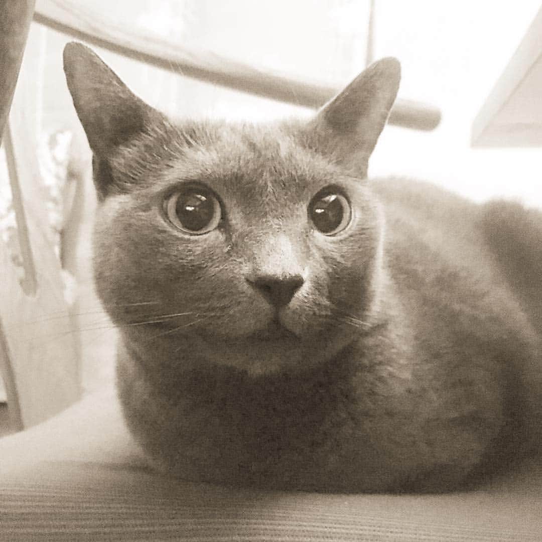 ミーちゃんのインスタグラム：「ミーちゃん9回目の誕生日を迎えました㊗️ #cat #russianblue #neko #catsofinstagram #catstagram #猫 #ネコ #ねこ #ロシアンブルー#グレ猫倶楽部」