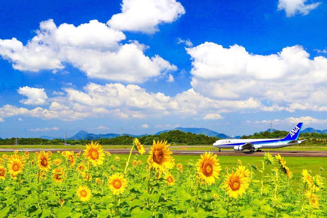 ANAさんのインスタグラム写真 - (ANAInstagram)「夏らしいひとコマ🌻  #ソラマニ_ヒコーキ #ひまわり #向日葵 #ひまわり畑 #飛行機 #花と飛行機 #青空 #夏 #夏休み #夏旅 #airplane #sunflower #yellow #blue #flower #bluesky #anaairplane  ANAの飛行機は「#ソラマニ_ヒコーキ」をつけて投稿してね☆インスタやANAの各メディアでご紹介していきます！」8月6日 17時42分 - ana.japan
