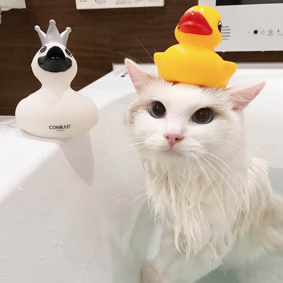 猫好き集合!! みんなのねこ部 [みんねこ] のインスタグラム：「アヒルさんとお風呂タイム〜♪🛁 バロンくん♂ * #repost @baron.0723 * #頭にアヒルを乗せて #🐤 #入浴タイム #🛁 #お風呂に入れるなんてすごい #お利口さん #お風呂猫 * #みんねこ」