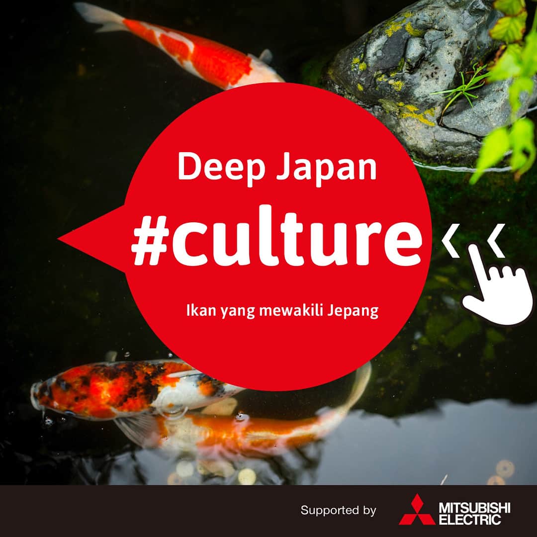 Be Smarter! Communityのインスタグラム：「Meskipun Ikan Koi dapat hidup/ditemui di penjuru dunia,  Namun, berbeda dengan ikan yang disebut "Nishikigoi", ikan unik asal Jepang dengan keistimewaan perbedaan pola pada ikan yang satu dengan lainnya, sehingga membuatnya tampil begitu cantik serta populer sebagai ikan hias.  Nishikigoi diperkirakan lahir di sebuah desa di Niigata sekitar 200 tahun yang lalu.  Ketika itu, secara tiba-tiba ditemukan koi yang memiliki pola serta warna yang berbeda dengan ikan lainnya pada koi yang dikembangbiakkan di sawah.  Hal ini kemudian mengubah cara pengembangbiakan koi, dan kemudian menyebar sehingga dikenal berbagai jenis Nishikigoi seperti sekarang.  Saat ini Nishikigoi telah di ekspor ke berbagai negara dan populer di seluruh dunia.  #BeSmarterCommunity #BSC #Japan #DeepJapan #BudayaJepang #Koi」
