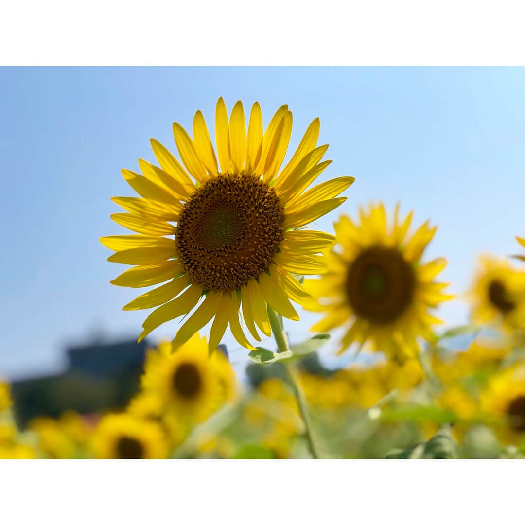 仲江祐菜のインスタグラム：「. . . ひまわり畑🌻 . . #ひまわり畑#ひまわり #ポートレート#🌻 #instagood#instagram #instalike#ootd」