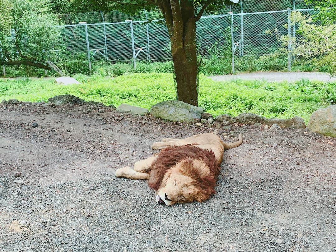 加藤ローサさんのインスタグラム写真 - (加藤ローサInstagram)「サファリパークも行ってきました〜ライオンも暑そうだった…ねこの館はまったり長居しましたよ〜おやすみなさい‼︎ #ねこの館 #猫の館」8月8日 0時58分 - kato_rosa_