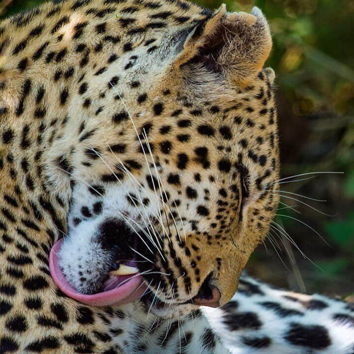 National Geographic Travelさんのインスタグラム写真 - (National Geographic TravelInstagram)「Photo by @mattiasklumofficial Leopards, just like house cats,  spend a considerable amount of time licking their fur to keep it clean.  Please go to @mattiasklumofficial to see a domesticated relative and to follow our work around the world!! The tongue of this top predator (and many other species ) has tiny backwards-facing barbs which are called papillae. These contain keratin which makes them quite rigid so the papillae act like a hairbrush. Leopards are amazingly graceful and powerful big cats closely related to lions, tigers, and jaguars. You'll find them in sub-Saharan Africa, northeast Africa, Central Asia, India, and China. However, many of their populations are endangered, especially outside of Africa. I photographed this female leopard grooming herself in Mombo Camp, Botswana. #leopard #grooming #endangered #cat #pattern #savethebigcats #protectbiodiversity #conservation  #botswana @irisalexandrov @alexandrovklumofficial @natgeo @thephotosociety」8月8日 17時06分 - natgeotravel