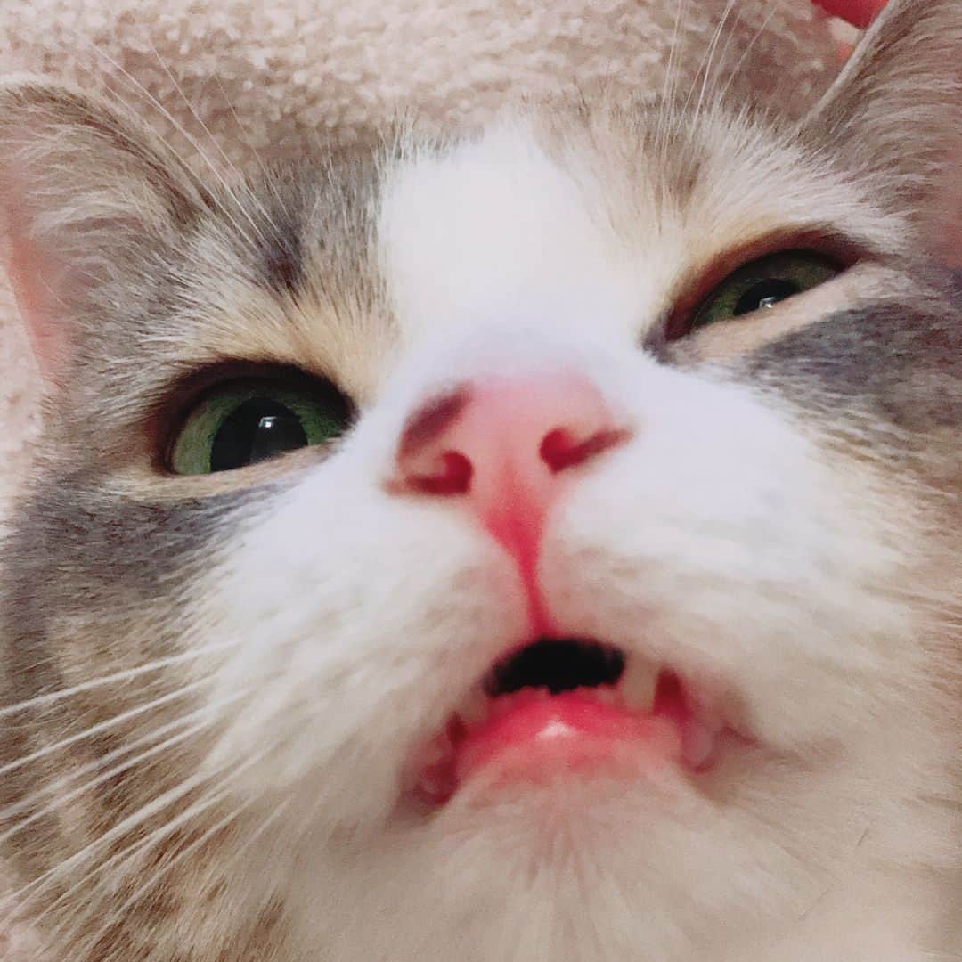 高橋みなみのインスタグラム：「久しぶりに(๑′ᴗ‵๑) 世界猫の日 最高に癒してくれる 世界中の猫様が1匹1匹 幸せでありますように😊  #世界猫の日  #cat #love #happy」
