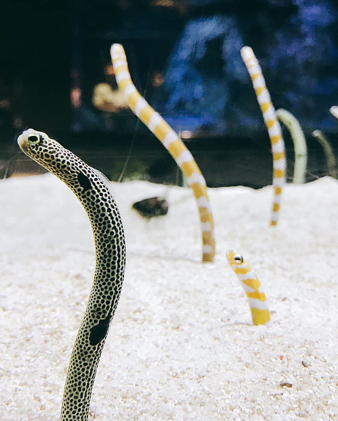 花瑛ちほさんのインスタグラム写真 - (花瑛ちほInstagram)「#すみだ水族館 いってきたよ〜🐟 癒された♡ペンギンとクラゲかわいかった〜🤤🤤🤤 1日付き合ってくれてありがとう💓  #スカイツリー #台風の中 #意気込んでいった #人少なくて #よろしい感じ #最後の #金魚の写真 #唐揚げみたい」8月8日 23時56分 - eichan1117