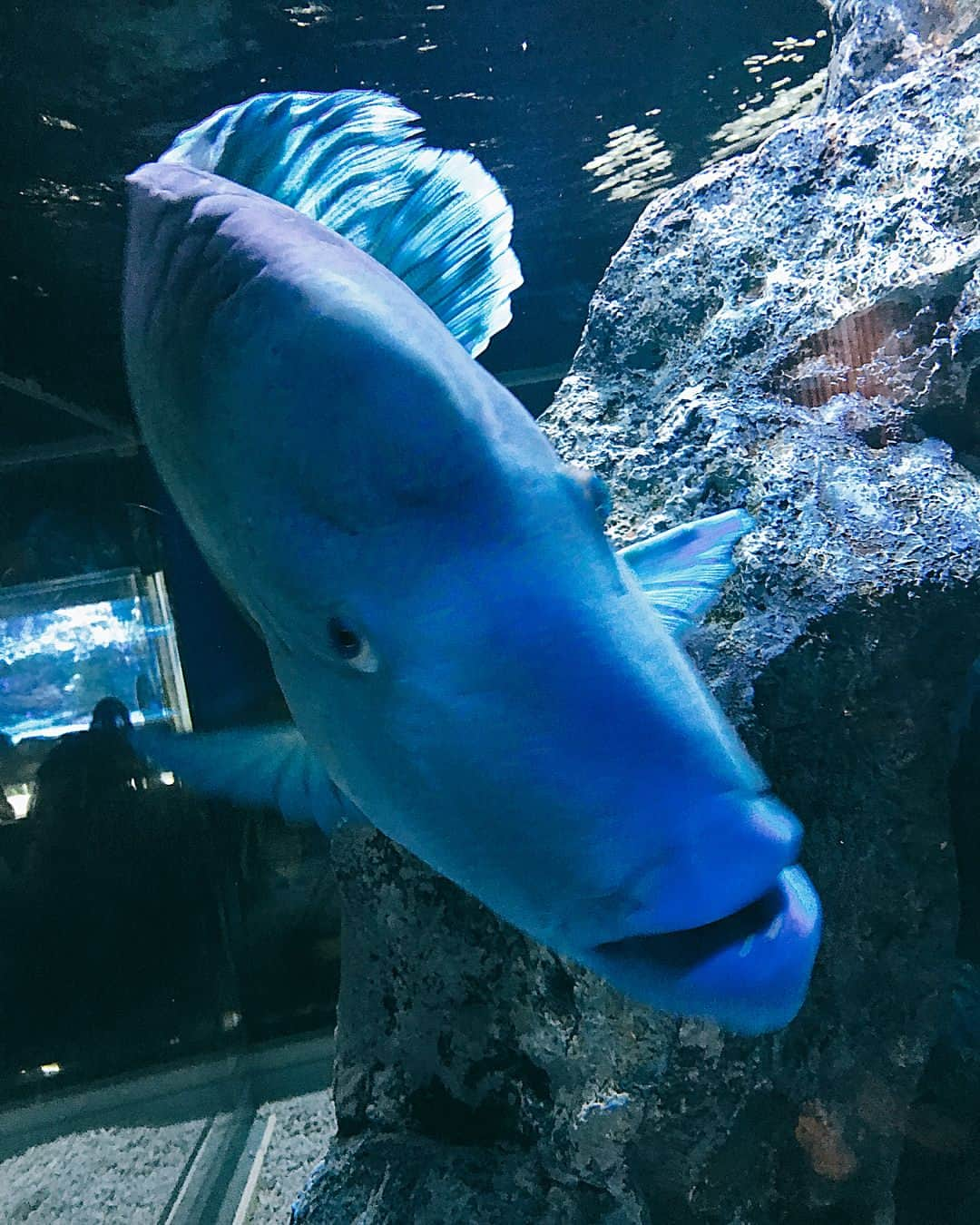 花瑛ちほさんのインスタグラム写真 - (花瑛ちほInstagram)「#すみだ水族館 いってきたよ〜🐟 癒された♡ペンギンとクラゲかわいかった〜🤤🤤🤤 1日付き合ってくれてありがとう💓  #スカイツリー #台風の中 #意気込んでいった #人少なくて #よろしい感じ #最後の #金魚の写真 #唐揚げみたい」8月8日 23時56分 - eichan1117