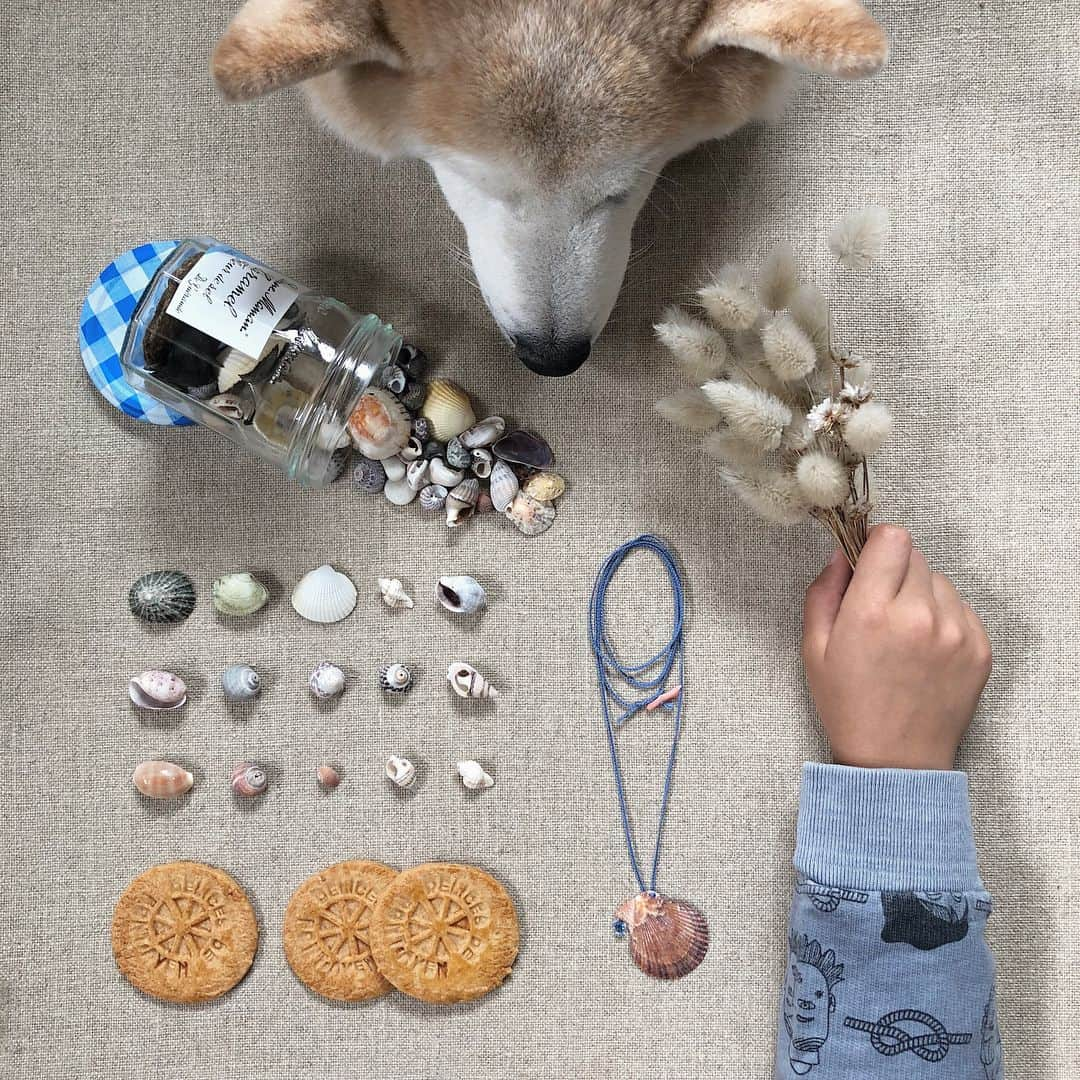 フィロとポンポンさんのインスタグラム写真 - (フィロとポンポンInstagram)「Coquillages et gros-minets, on fabrique des souvenirs avec les trésors trouvés sur la plage...🐚」8月8日 23時59分 - philo_pompon