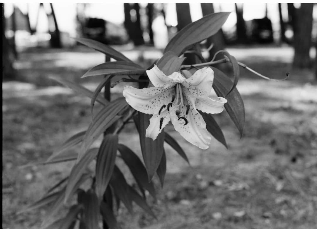 田島貴男さんのインスタグラム写真 - (田島貴男Instagram)「花 #フィルムカメラ  #nikonf2 #leica #nikonf3」8月9日 1時59分 - tajimatakao