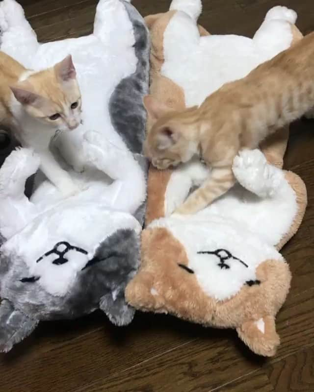 猫好き集合!! みんなのねこ部 [みんねこ] のインスタグラム：「マッサージ屋さんごっこ🐾🐱🐱 コイちゃん♀ハクくん♂バンくん♂ * #repost @midorinotanbo * #お客さんこってますねぇ #気持ち良さそうなお客さんの顔 #左腕もこってますね #ガブッ #ふみふみ * #みんねこ」