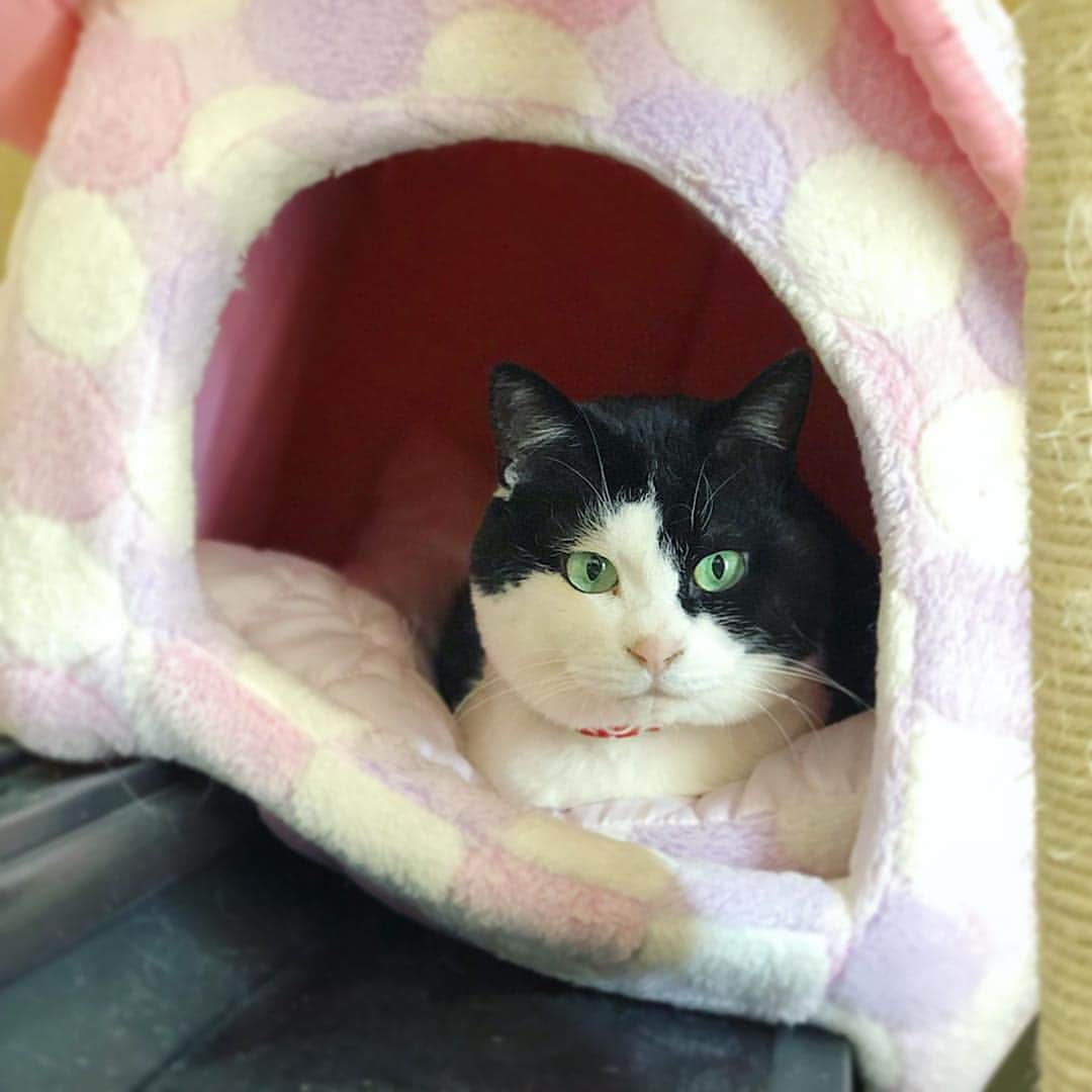 てきら へるかのインスタグラム：「1日遅れてしまった😢 昨日は #worldcatday だったんだそう🐈 全猫様に感謝🙏💫 . . #cat #internationalcatday #🐈 #cute」