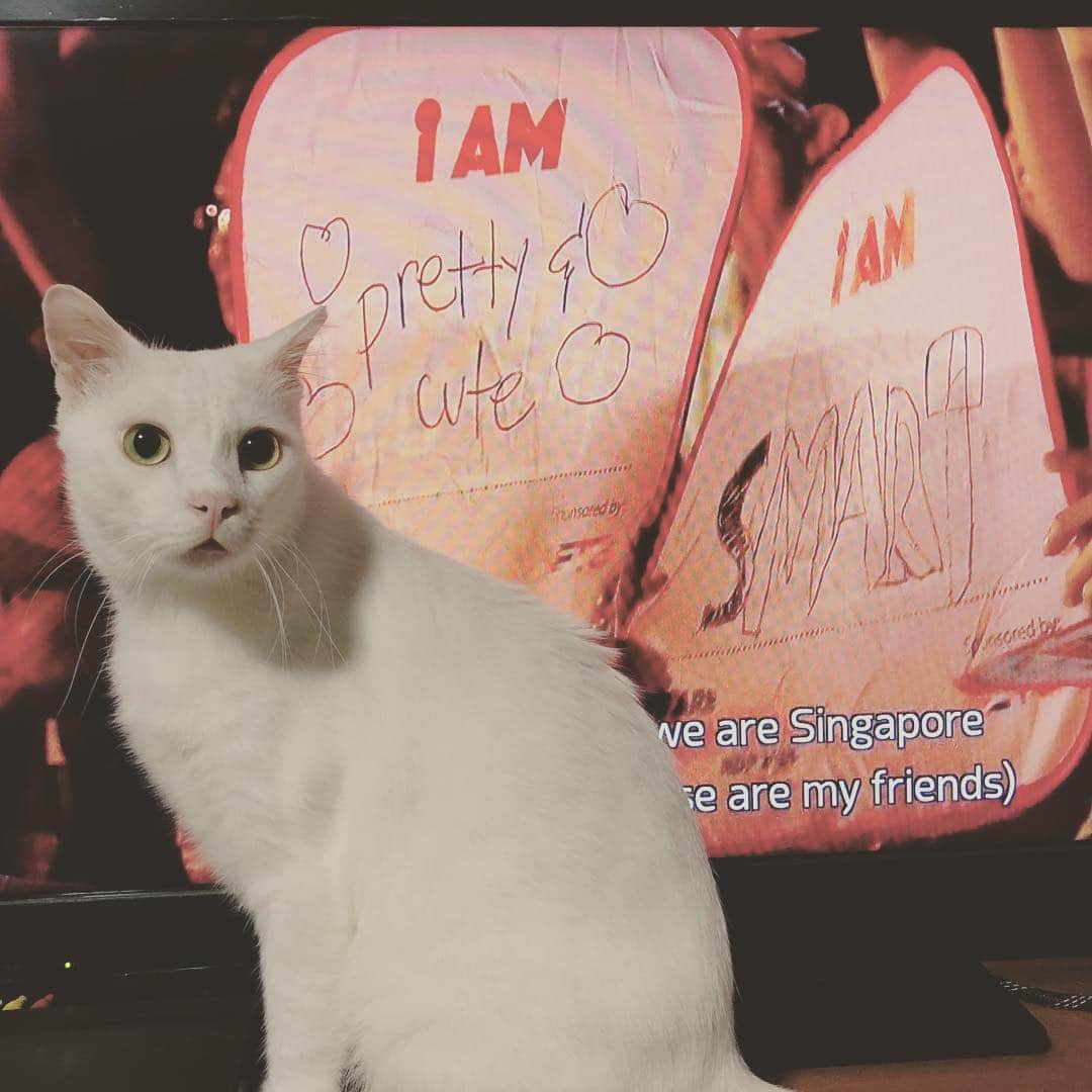 Ray Rayさんのインスタグラム写真 - (Ray RayInstagram)「Happy 53rd Birthday Singapore!!! 😽 #iamprettycute #wearesingapore #ndp2018 #sgcats」8月9日 21時28分 - rayraythecat