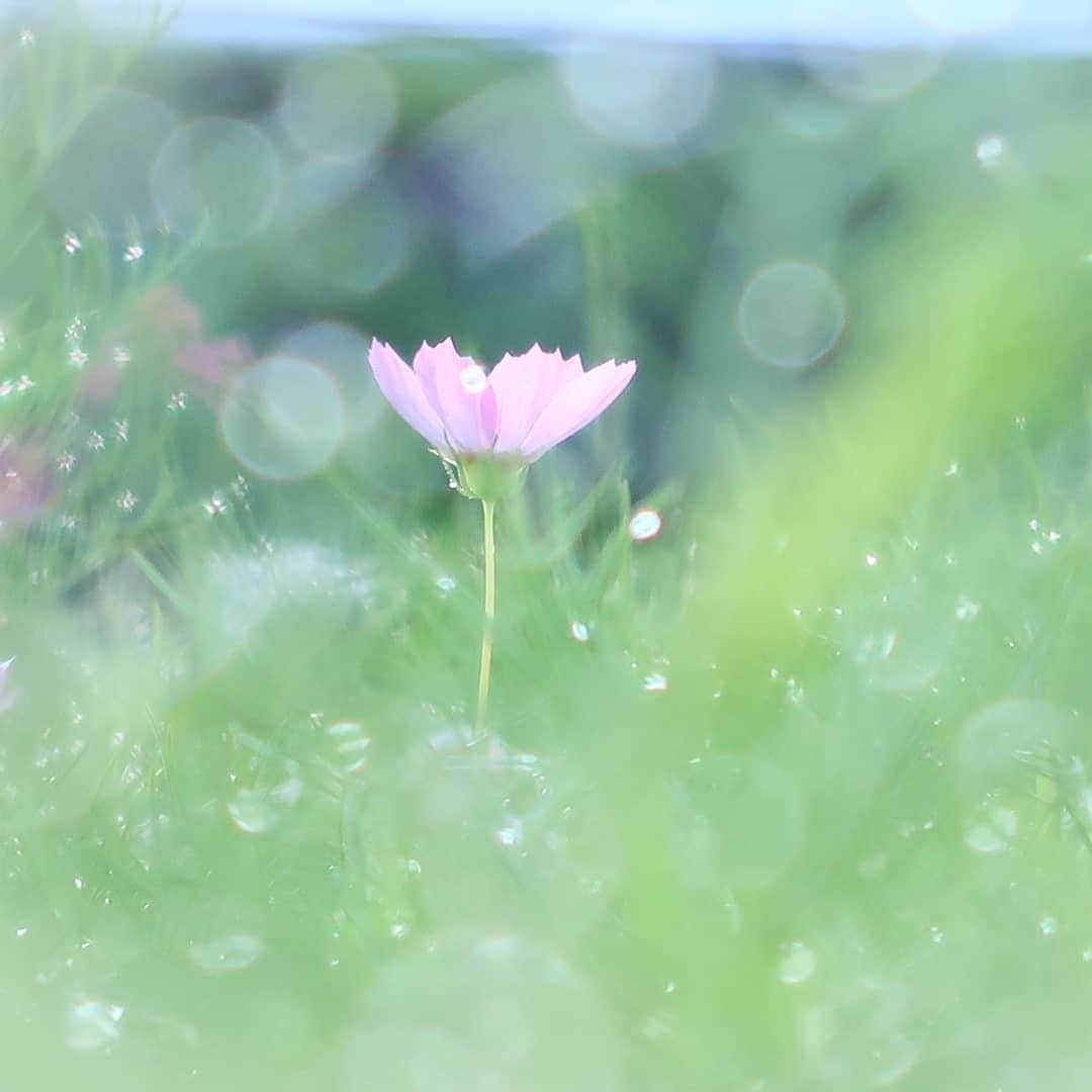 花の写真館のインスタグラム：「Photo by @pajerol146gw. https://instagram.com/pajerol146gw/ . Original Post[投稿頂いたURL] https://www.instagram.com/p/BmMfERFFgMu/ . 本アカウントは、 #私の花の写真 をつけてInstagramに投稿された皆さまの花の写真や、「花の写真館」Facebookページで投稿された花の写真を紹介します。 「花の写真館」Facebookページは、「 @floral.photograph 」のプロフィールにあるURLからご覧ください。 . #花の写真館 #floralphotograph #floralphoto #flower #flowers #富士フイルム #FUJIFILM Follow: @floral.photograph」