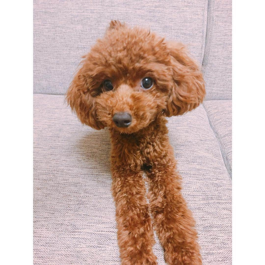 TBSアナウンサー公式さんのインスタグラム写真 - (TBSアナウンサー公式Instagram)「どーも！！☀️🐕 アナグラム編集部guesswhoです。  ワンチャンクイズです！ この子はどのアナウンサーの愛犬でしょうか？！ ヒントは、東北出身のアナウンサー😘  さ〜みんなで考えてみてください😊  答えは、5時間後！！！ では、よーいスタート！  #tbs #tbs公式 #tbsradio #fromtbs  #tbs_annogram #tbsアナグラム  #tbsアナウンサー公式インスタグラム  #アナウンサー #トイプードル #愛犬 #犬ラブ #生き物にサンキュー‼︎ もよろしく」8月10日 17時23分 - tbs_annogram