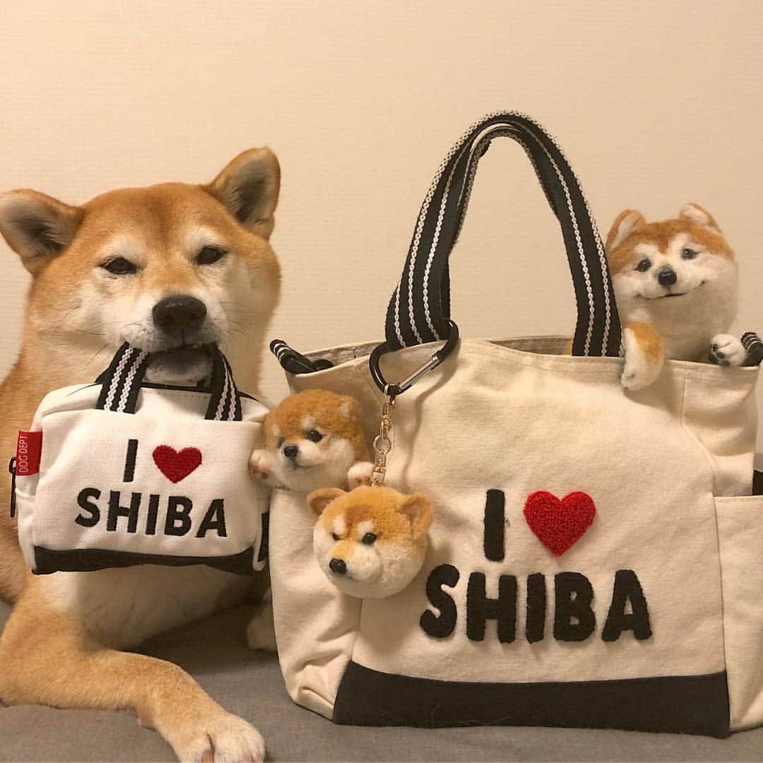 マロたんのインスタグラム：「I ❤︎ SHIBA #shiba #shibainu #weeklyfluff #dogdept  マロたんが柴犬だから柴犬が好き」