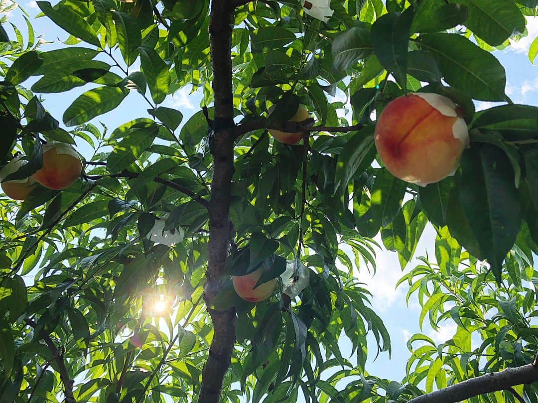 有末麻祐子さんのインスタグラム写真 - (有末麻祐子Instagram)「お土産にぶどうも桃も🍑🍇 本当に甘くてみずみずしい。 こんなに美味しいぶどうと桃を育てるのに、凄い大変みたいです🙄一つ一つ丁寧に、毎日チェック。 そりゃ美味しいわけだ🙄 毎日美味しいぶどうと桃食べれて幸せ😍」8月11日 14時47分 - mayukoarisue