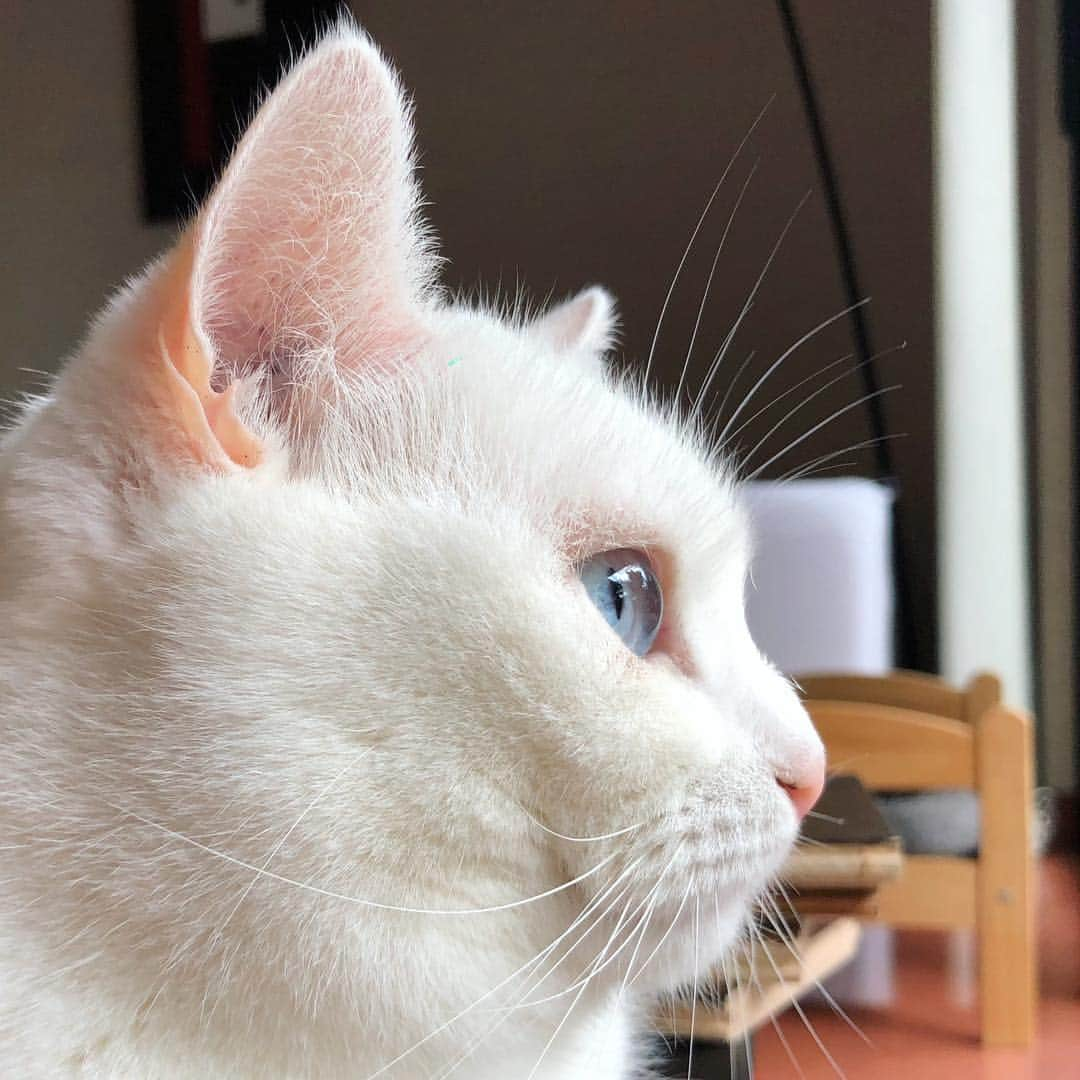 ダニョ（鈴木えみ）のインスタグラム：「雨の匂いがするにょ #danyo #danyocawaii #munchkin #whitecat #catstagram #catlovers」