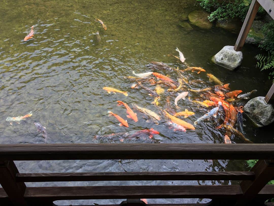 中川可菜さんのインスタグラム写真 - (中川可菜Instagram)「先日のオフショット📸 立派な鯉がたくさん泳いでいました💁🏻‍♀️(2枚目) #キモノハーツ #kimonohearts #着物 #振袖 #袴 #鯉」8月11日 10時38分 - nakagawa_kana