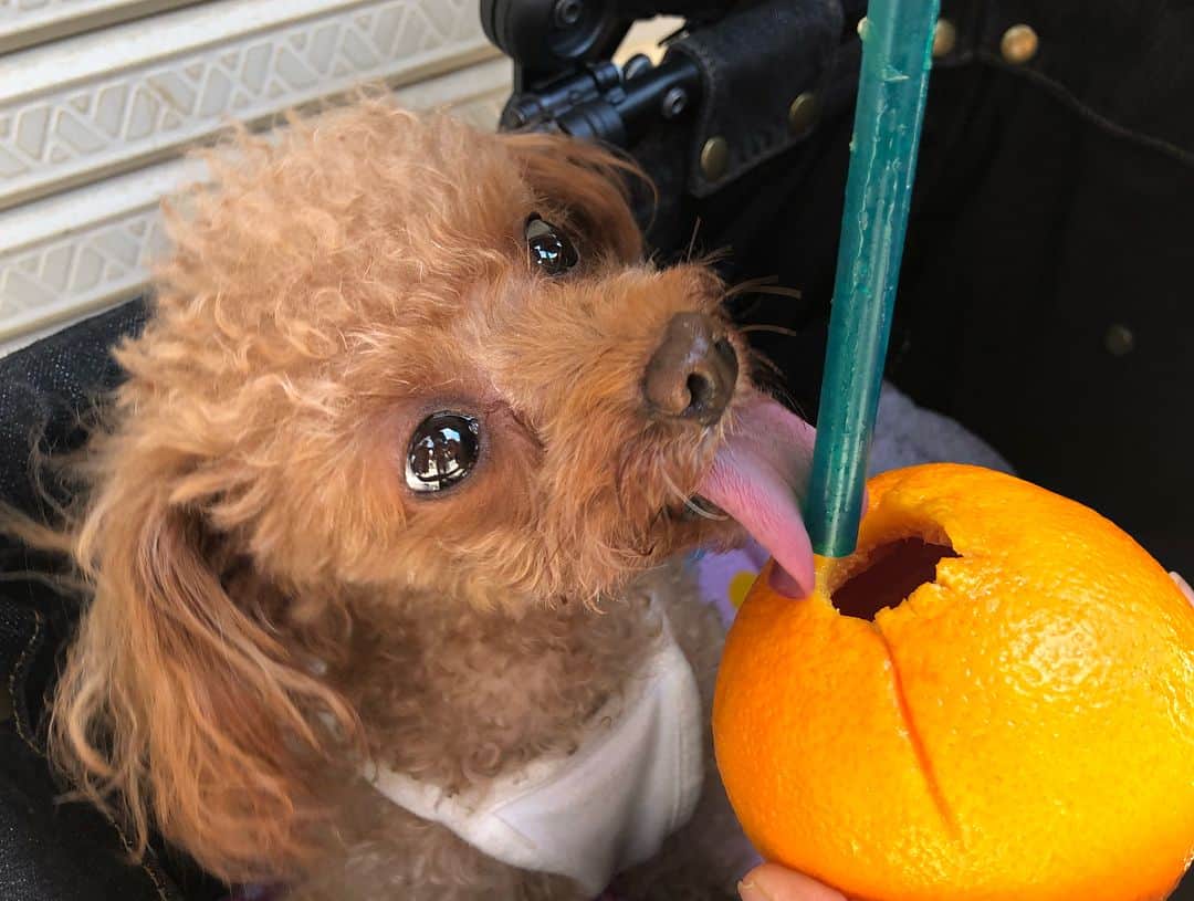 青木茉耶さんのインスタグラム写真 - (青木茉耶Instagram)「* . . ティアラも大好物🍊 #オレンジ 丸ごとジュース🍹 . . #三重旅行 #伊勢神宮 #おかげ横丁 #maya旅 #夏 #todaysoutfit #todayscode #fashion #outfit #code #cordinate #ootd #小さいさん #ミニコーデ #sサイズ #ファッション #コーデ #今日のコーデ #maya私服  #サロンモデル #サロモ #愛犬 #トイプードル #プードル #平成最後の夏」8月12日 0時04分 - ma_ya_126
