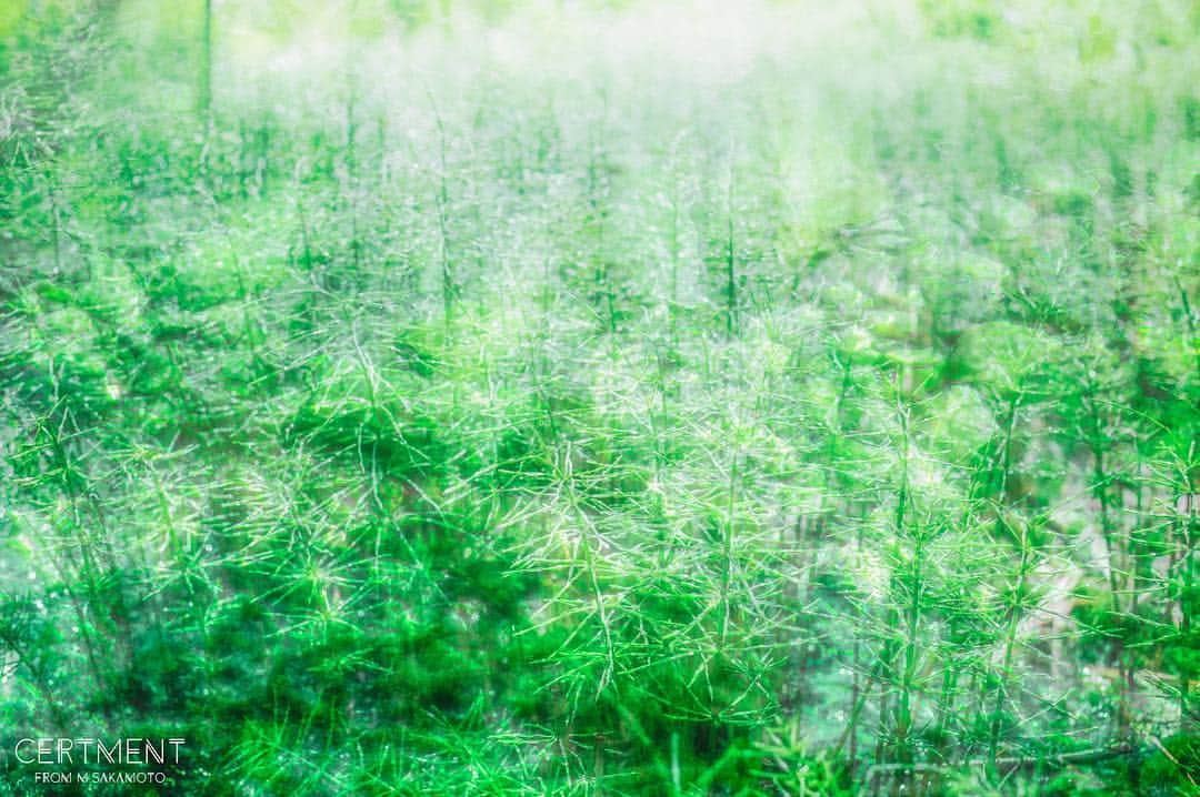 Manabu Sakamotoさんのインスタグラム写真 - (Manabu SakamotoInstagram)「. Nine of the panel meaning of 「various  green」 . ストーリーに没頭しすぎてフィード投稿を疎かにしてました笑 . 作品も作る余裕が少しできたので 今日からボチボチ投稿開始。 . #moment #tokyocameraclub  #photooftheday #japan #instalike #green #colorsjp #naturephotography #canon #フィルムカメラ #写真好きな人と繋がりたい #写真部 #夏休み #緑のある暮らし #東京カメラ部 #フィルムに恋してる #キャノン #カメラ男子  #カメラ女子 #ig_japan #写真撮ってる人と繋がりたい #カメラのある生活 #pics_jp  #ファインダー越しの私の世界  #多重露光 #お写んぽ #ありがとう」8月11日 18時29分 - manabu.sakamoto