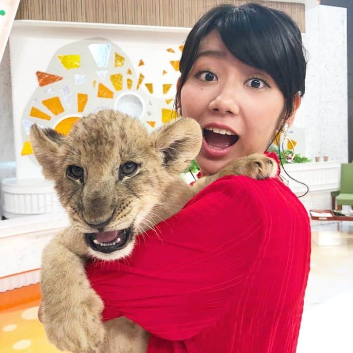 フジテレビアナウンサーのインスタグラム：「こんにちは新美です😇  今朝の#めざましどようびには 富士サファリパークから生後2ヶ月のライオンくんが来てくれました！  肉豆腐のような、焼きとうもろこしのような…🤔 香ばしい獣らしいにおいがしました🦁 温かくもふもふしていて、あまりのかわいさに 出来るだけくんくんさせてもらいました🤤 気づいたらライオンくんと表情がシンクロしているような😎  #我輩はライオンである #名前はまだない  #フジテレビアナウンサー #新美有加」