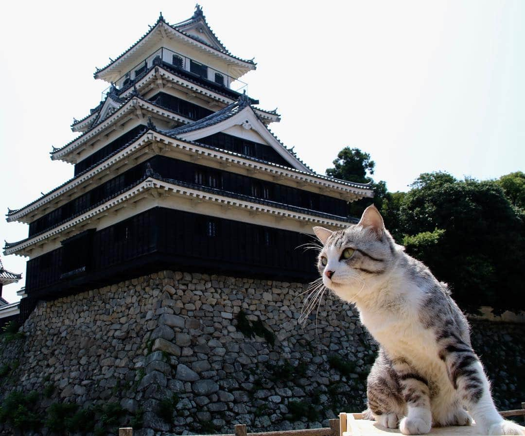 Nyankichi Noranekoさんのインスタグラム写真 - (Nyankichi NoranekoInstagram)「殿様気分！ 大分県中津市の中津城  #ねこ #고양이 #kot #猫 #ネコ #cat #にゃんすたぐらむ #ニャンスタグラム #gato #写真展 #猫写真展 #ニャン吉 #喵吉」8月11日 20時25分 - noraneko_nyankichi