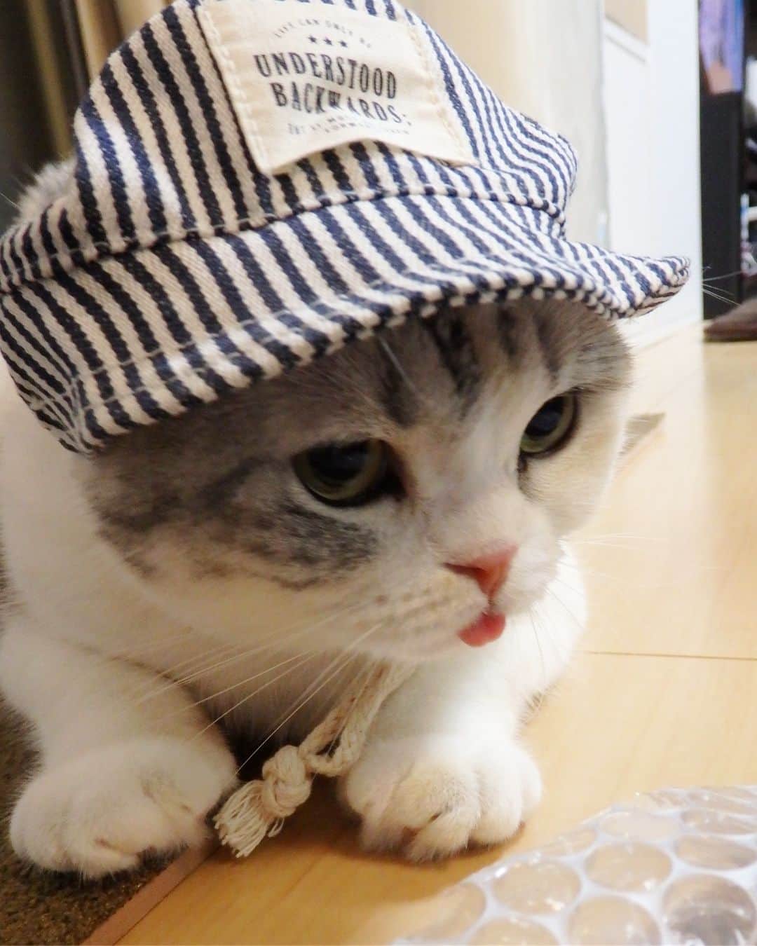 ⁽⁽◝( ˙ ꒳ ˙ )◜⁾⁾さんのインスタグラム写真 - (⁽⁽◝( ˙ ꒳ ˙ )◜⁾⁾Instagram)「おはにゃん😸☀️ 日差しが強いからお帽子かぶったにゃ🧢 たまにセミが窓にぶつかったりするからずっとパトロールしてる👮‍♂️✨ 新しい家は自然がいっぱいで楽しそう😼💕 ♪ #ぺろり猫#猫#スコティッシュフォールド#cat#scottishfold」8月13日 7時46分 - yuumi_ame