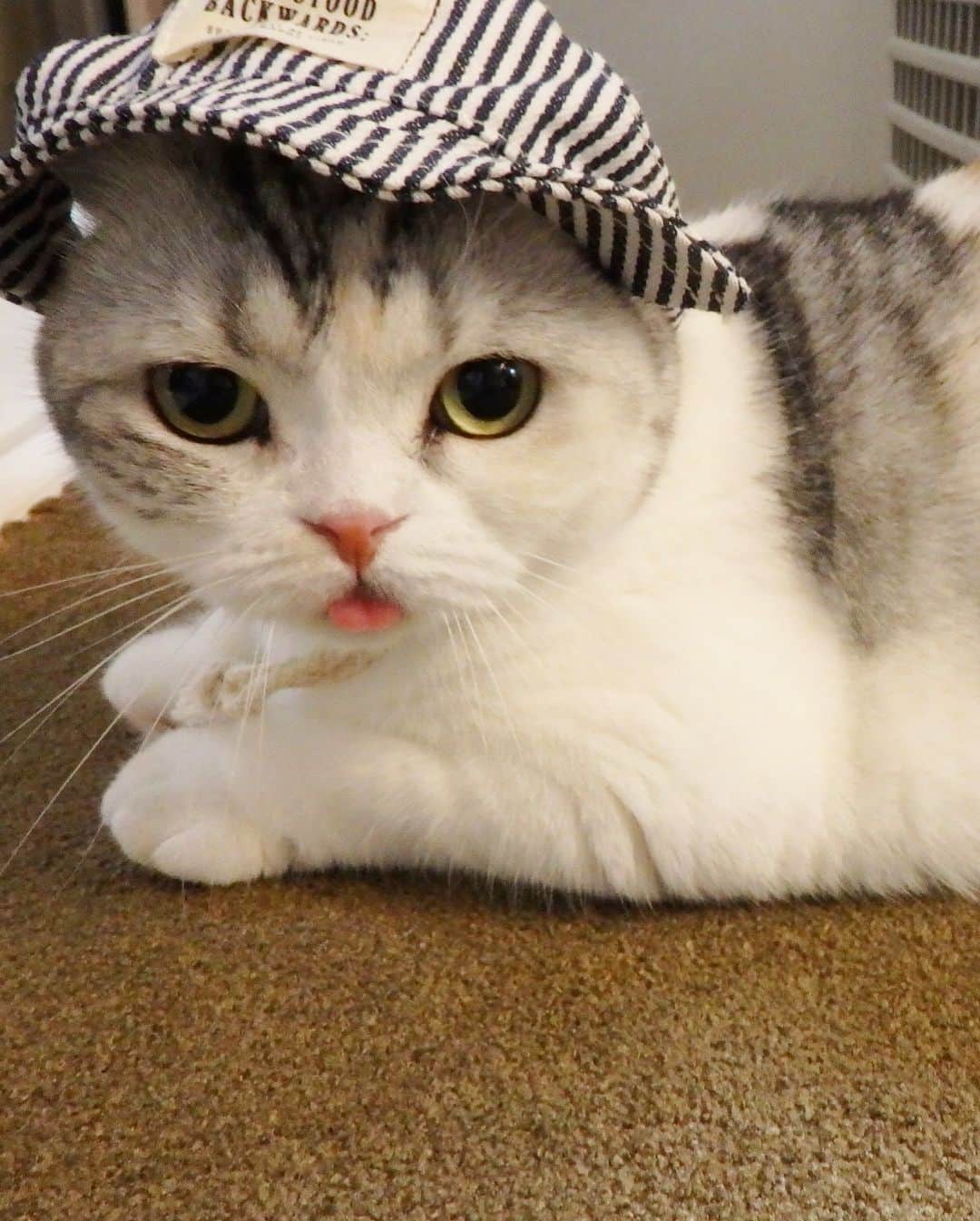 ⁽⁽◝( ˙ ꒳ ˙ )◜⁾⁾さんのインスタグラム写真 - (⁽⁽◝( ˙ ꒳ ˙ )◜⁾⁾Instagram)「おはにゃん😸☀️ 日差しが強いからお帽子かぶったにゃ🧢 たまにセミが窓にぶつかったりするからずっとパトロールしてる👮‍♂️✨ 新しい家は自然がいっぱいで楽しそう😼💕 ♪ #ぺろり猫#猫#スコティッシュフォールド#cat#scottishfold」8月13日 7時46分 - yuumi_ame