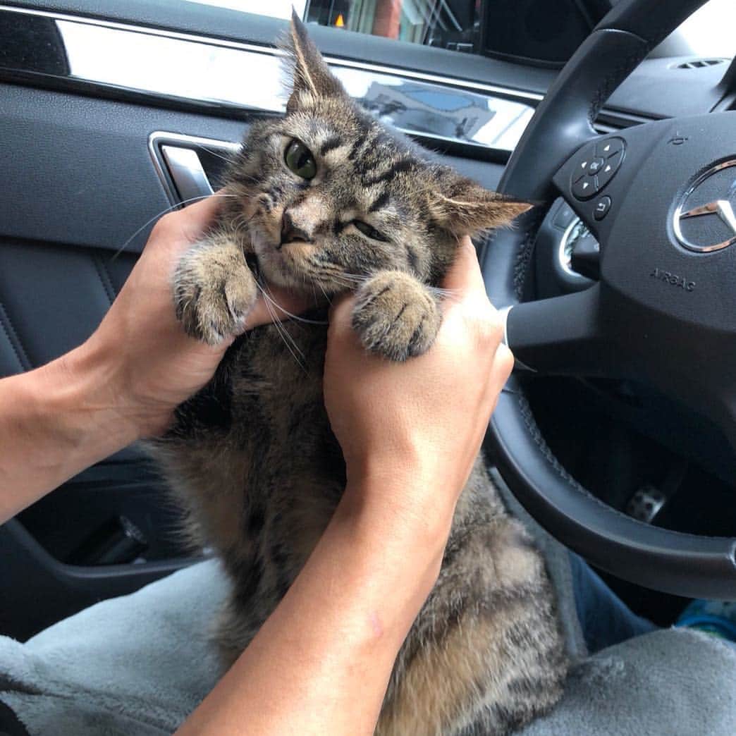 のインスタグラム：「たまに一緒に#ドライブ してる^_^ #猫 #愛猫 #cat #サバトラ #あずき」