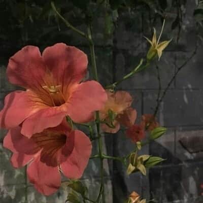 キム・へソンのインスタグラム