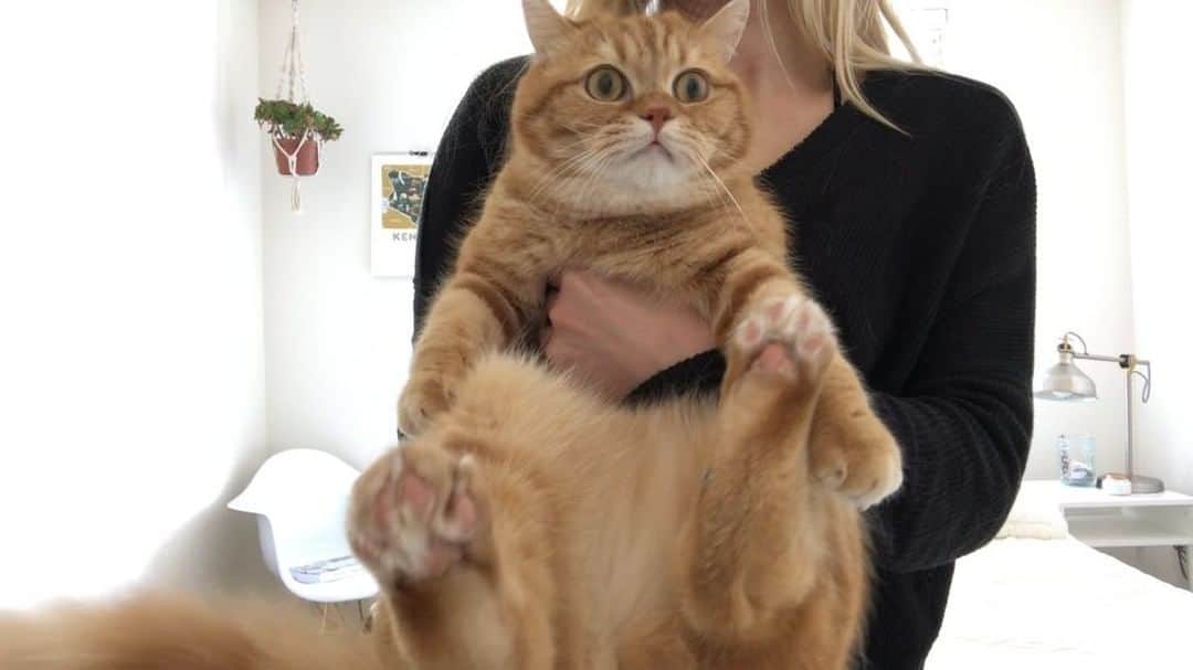 のインスタグラム：「Me tying to embrace my body after eating 12,000 calories this weekend. #chubby . . . . .  #cats_of_instagram #catsagram #kittycat #ilovemycat #cheatday #meow #instacat #scottishfold #scottishfoldkitten #scottishfoldcat #britishshorthair #catmom #kitten #awe #baby #monday #catsagram #fluffycat #catoftheday #fluffy #munchkin #whitecat #purrfect #catsofinstagram #lovecats #cats #catsrule #lmao #catitude #purr」