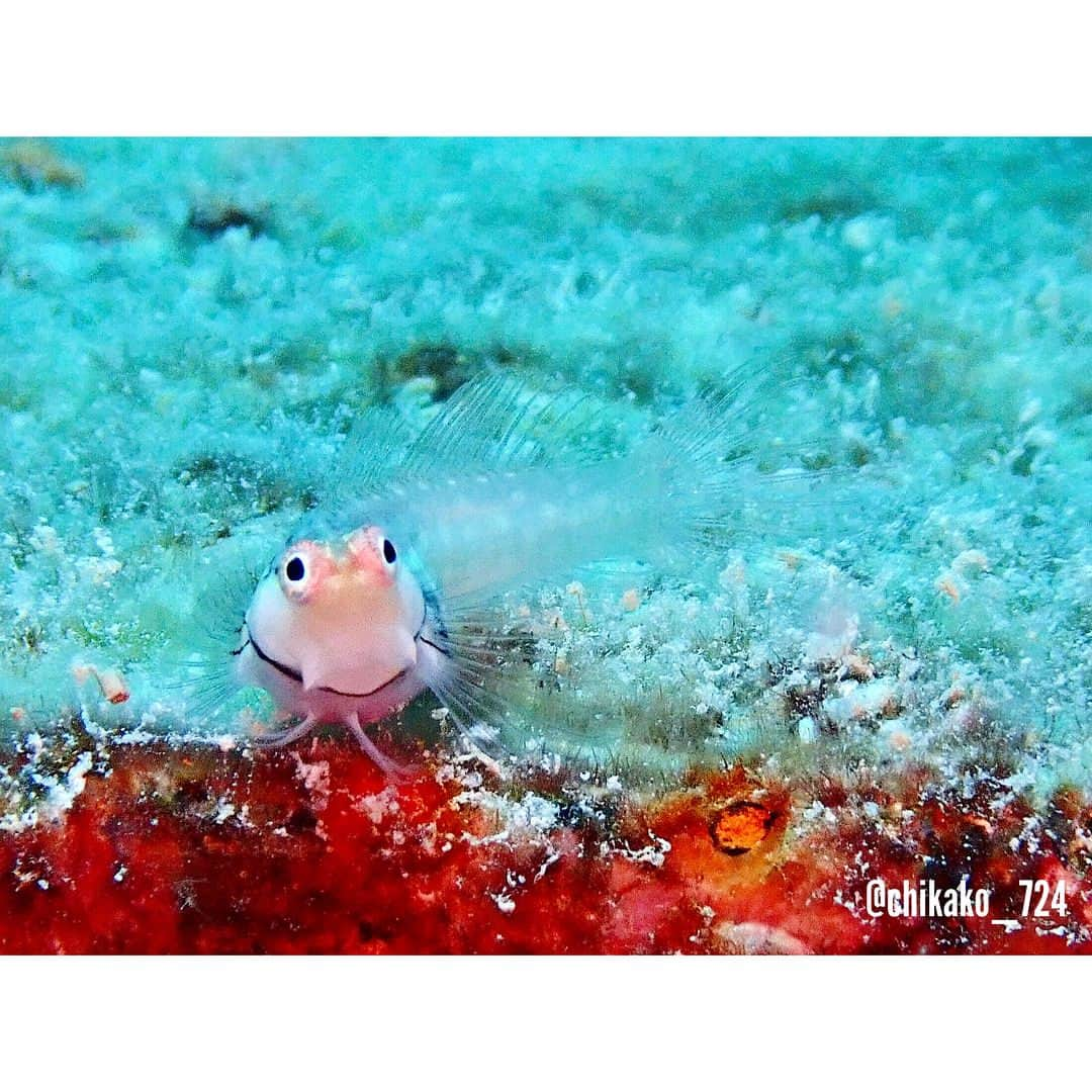 渡辺知夏子さんのインスタグラム写真 - (渡辺知夏子Instagram)「先月、水中用にカメラを買って、まだ操作するのに一生懸命!!📸😂 なんか色々難しいっ！ 頑張って魚たちの可愛い顔を撮りたいなぁー 色々勉強しないとー‪‪💦‬ . ∈’＾’∋ フォロワーさん でダイビングする方写真上手な方居ますね～🐟✨ . . #カクレクマノミ  #イシガキカエルウオ #アカククリ  #キンメモドキ #ハマクマノミ  #水中写真 #素人マクロ #diver #diving #ダイビング好きな人と繋がりたい」8月13日 18時07分 - chikako_724