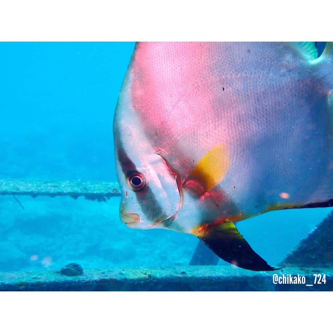 渡辺知夏子さんのインスタグラム写真 - (渡辺知夏子Instagram)「先月、水中用にカメラを買って、まだ操作するのに一生懸命!!📸😂 なんか色々難しいっ！ 頑張って魚たちの可愛い顔を撮りたいなぁー 色々勉強しないとー‪‪💦‬ . ∈’＾’∋ フォロワーさん でダイビングする方写真上手な方居ますね～🐟✨ . . #カクレクマノミ  #イシガキカエルウオ #アカククリ  #キンメモドキ #ハマクマノミ  #水中写真 #素人マクロ #diver #diving #ダイビング好きな人と繋がりたい」8月13日 18時07分 - chikako_724