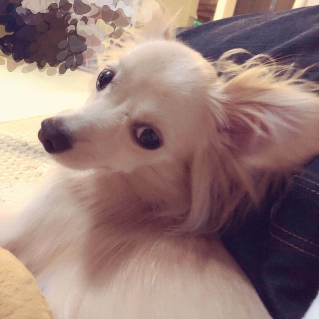 のインスタグラム：「‪【今日のぴっぴ】Vol.4‬ ‪見返り美人。‬ ‪#チワックス‬ #ぴっぴ ‪#愛犬‬ ‪#犬‬ ‪#たまらん‬ ‪#かわいい‬ #親バカ  #chiwax  #役者  #俳優  #actor  #japan」