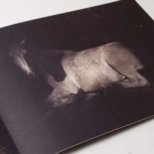 Sisterさんのインスタグラム写真 - (SisterInstagram)「-PICK UP BOOKS- 【ANIMA】Charlotte Dumas ¥4,500 (+tax) | ヨーロッパを中心に海外出版社の国内総合代理店として書籍の流通やプロモーションに加え、関連作家の展覧会企画や来日イベントなど数多くのプロジェクトを手掛けています。日本芸術写真協会（Fine-Art Photography Association）及び「The Tokyo Art Book Fair」のコミッティーメンバーを務めています。 オランダ人フォトグラファー、シャルロット・デュマ（Charlotte Dumas）の作品集。アメリカの首都ワシントンD.C.郊外に位置し、米国兵士たちを埋葬するアーリントン国立墓地で従事する軍馬14頭を、1日の業務が終わったあとにそれぞれ宿舎の中で撮影。作者の前で眠りについてゆく彼らの無防備さや、意識を失い眠りに落ちてゆく様子など、馬たちと時間を共にしながら、最も親密でプライベートなポートレイトとなっている。こちらは古本になります。 #anima #charlottedumas」8月14日 16時05分 - sister_tokyo