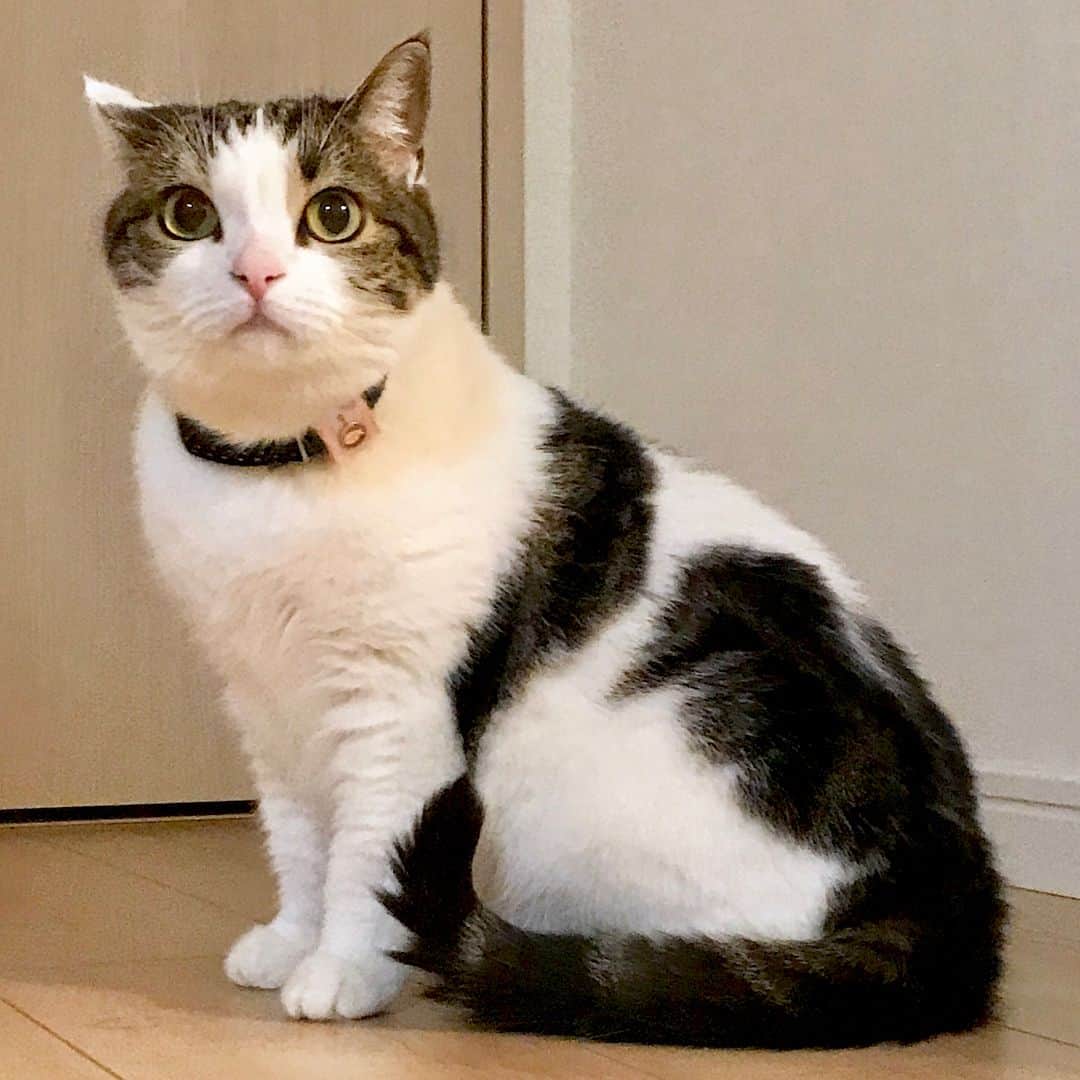相沢あいさんのインスタグラム写真 - (相沢あいInstagram)「弟家の猫。動画にする意味がないくらいゆっくり動く。  #cat #猫 #ふわもこ部 #スコティッシュフォールド #scottishfold」8月14日 20時30分 - aizawaai