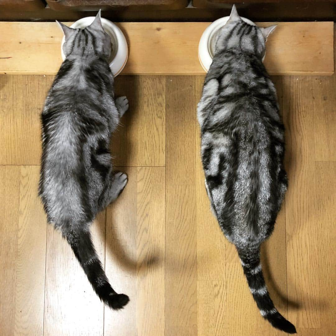 アトム & ルークのインスタグラム：「⌘ 安定の #シンクロ晩ごはん 🍴😼😽🐟🍖 最近ルークの体が白くなってきてる(´･_･`)」