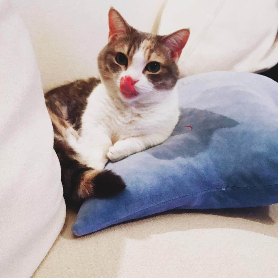 高橋みなみのインスタグラム：「たまに撮れる ペロンショット👅  #cat #catstagram  #ふわもこ部  #マンチカン #love #cute」