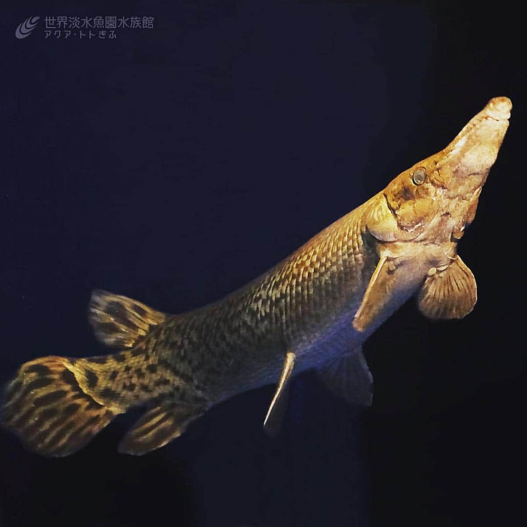 世界淡水魚園水族館 アクア・トト ぎふのインスタグラム：「企画展「ゾクゾク水ゾクッ館」で展示しているアリゲーターガー。ペットとして日本に持ち込まれたものが野外に放され、各地で問題になっています。こんな魚が近くの川にいたら思わずゾクっとしちゃう！？ #アクアトト #アクアトトぎふ #アクアトト岐阜 #淡水魚 #アリゲーターガー #aquariumfish #freshwaterfish #alligatorgar」