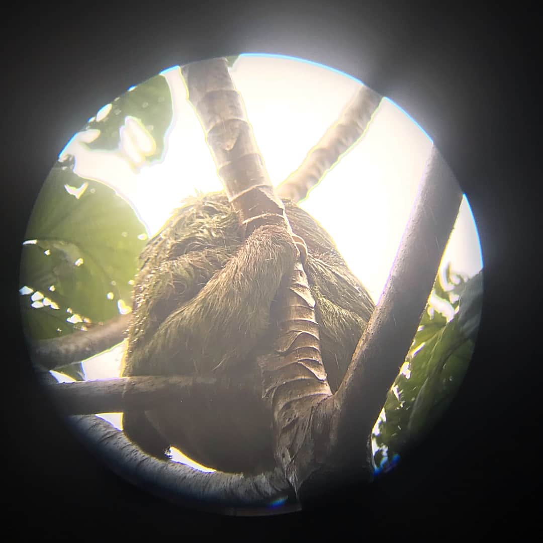 ジェシカ・アシュリーさんのインスタグラム写真 - (ジェシカ・アシュリーInstagram)「Rainforest tour! #swipe to see the sleeping sloth and pretty trees 😬」8月15日 5時10分 - missjessicaash