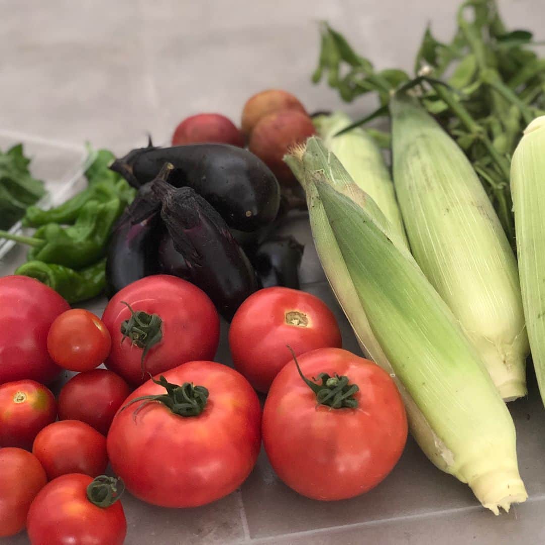 内田恭子さんのインスタグラム写真 - (内田恭子Instagram)「収穫してきた夏野菜。なにを作っても、素材がいいから美味しい。お料理が楽しくなるなあ。  #うちごはん #夏野菜 #採れたて野菜 #トマトがぎゅっと甘い #とうもろこしも生で美味し #とうもろこしご飯 #カプレーゼ #手羽先 と茄子とししとうの素揚げ #冷たく冷やしたラタテューユ #内田恭子 #kyokouchida #ごちそうさまでした」8月15日 14時07分 - kyoko.uchida.official