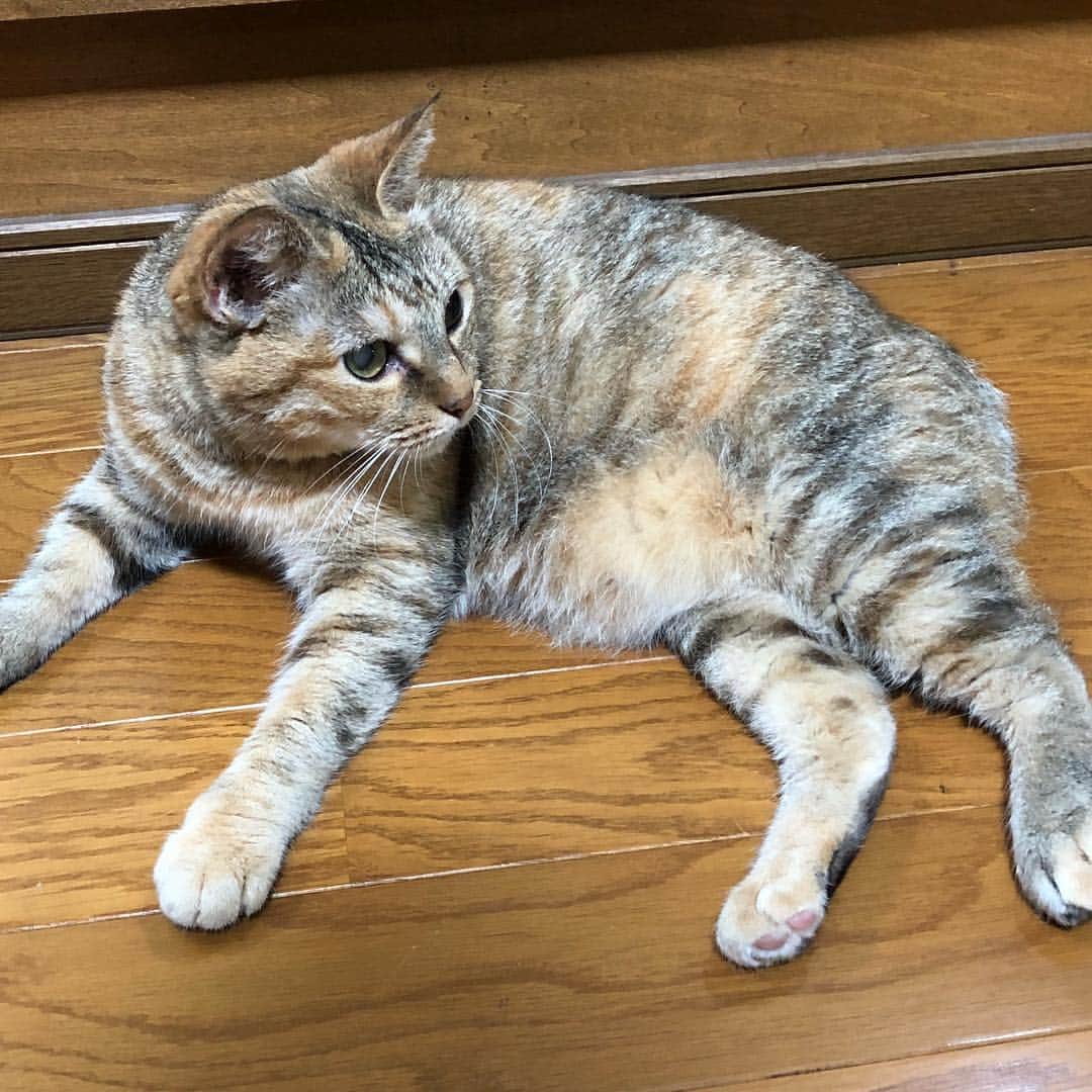 野間美由紀のインスタグラム：「床ひんやり。」