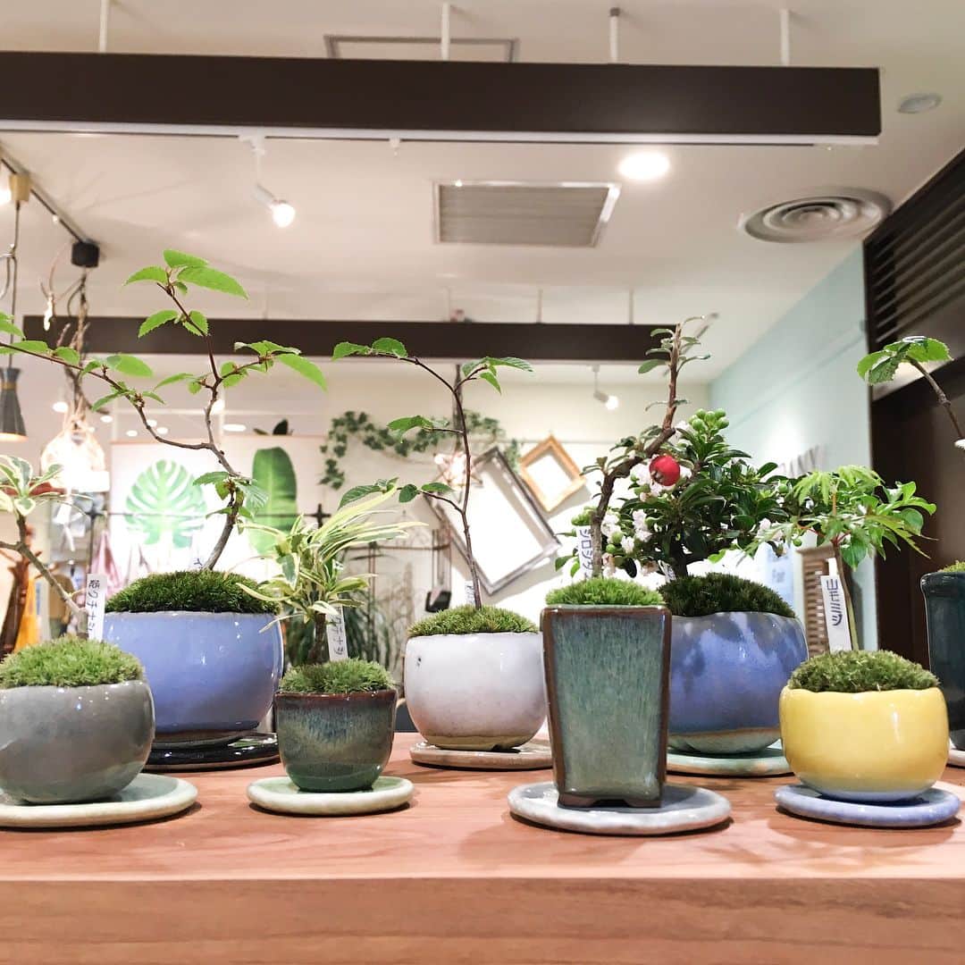 名古屋パルコさんのインスタグラム写真 - (名古屋パルコInstagram)「【南館7F ビーカンパニー】 石木花（セキボッカ）の小さな盆栽が入荷しております🌿 ． 盆栽というと渋いイメージがありますが、石木花は小さくて可愛らしく、シンプルやナチュラルなインテリアと相性抜群です😍 ． 盆栽を育てたことがない方でも、石木花の公式ホームページにメンテナンスや育て方が詳しく載っていますので始めやすいですよ✨ ． 是非店頭にてご覧ください❤️ ． 商品の詳細は、ビーカンパニー名古屋パルコ店までお問い合わせください。 ． #bcompany#ビーカンパニー#石木花#セキボッカ#bonsai#green#japanese#植物のある暮らし#花のある暮らし#インテリア#シンプルインテリア#plants#盆栽 #名古屋パルコ #名古屋PARCO#nagoyaparco #名古屋 #nagoya #栄 #矢場町」8月15日 15時26分 - parco_nagoya_official