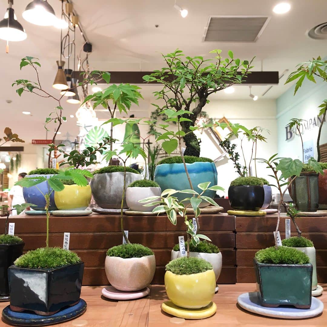 名古屋パルコさんのインスタグラム写真 - (名古屋パルコInstagram)「【南館7F ビーカンパニー】 石木花（セキボッカ）の小さな盆栽が入荷しております🌿 ． 盆栽というと渋いイメージがありますが、石木花は小さくて可愛らしく、シンプルやナチュラルなインテリアと相性抜群です😍 ． 盆栽を育てたことがない方でも、石木花の公式ホームページにメンテナンスや育て方が詳しく載っていますので始めやすいですよ✨ ． 是非店頭にてご覧ください❤️ ． 商品の詳細は、ビーカンパニー名古屋パルコ店までお問い合わせください。 ． #bcompany#ビーカンパニー#石木花#セキボッカ#bonsai#green#japanese#植物のある暮らし#花のある暮らし#インテリア#シンプルインテリア#plants#盆栽 #名古屋パルコ #名古屋PARCO#nagoyaparco #名古屋 #nagoya #栄 #矢場町」8月15日 15時26分 - parco_nagoya_official