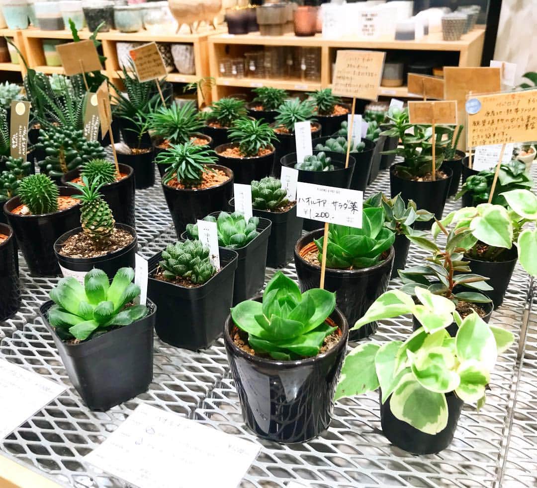 みなとみらい東急スクエアのグルメインスタ