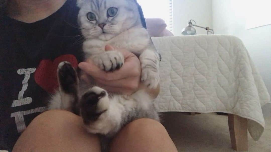 のインスタグラム：「Ask me about the cat manicure special 💅🏽 . . . . . . #cats_of_instagram #catsagram #kittycat #ilovemycat #cheatday #meow #instacat #scottishfold #scottishfoldkitten #scottishfoldcat #britishshorthair #catmom #kitten #awe #baby #monday #catsagram #fluffycat #catoftheday #fluffy #munchkin #whitecat #purrfect #catsofinstagram #lovecats #kitty #cats #catsrule #lmao #catitude #purr」